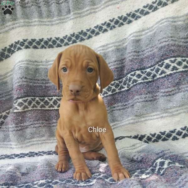Chloe, Vizsla Puppy