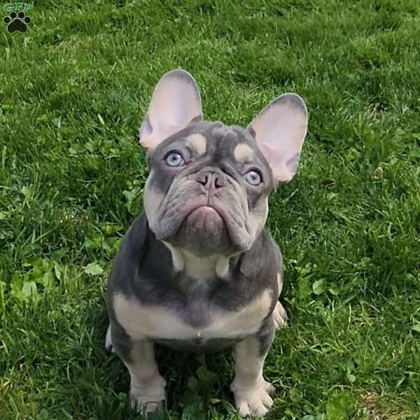 Big Mama, French Bulldog Puppy