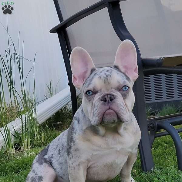 Tonka, French Bulldog Puppy