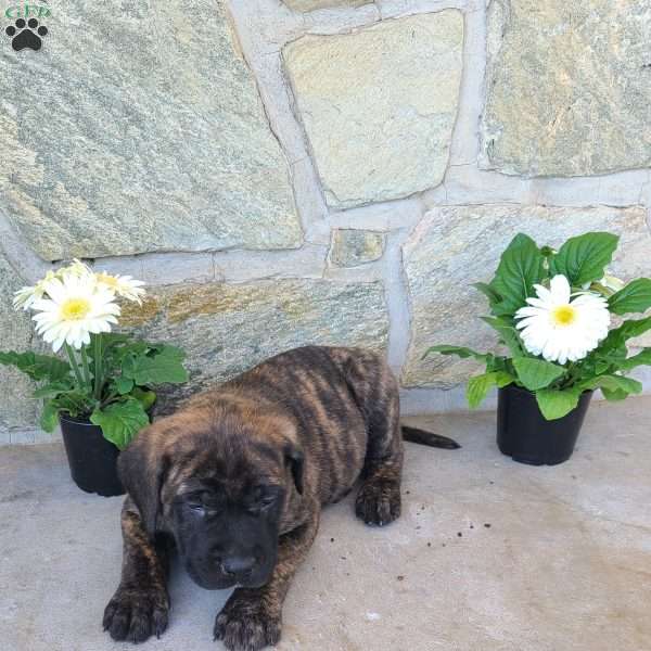 Fritz, English Mastiff Puppy
