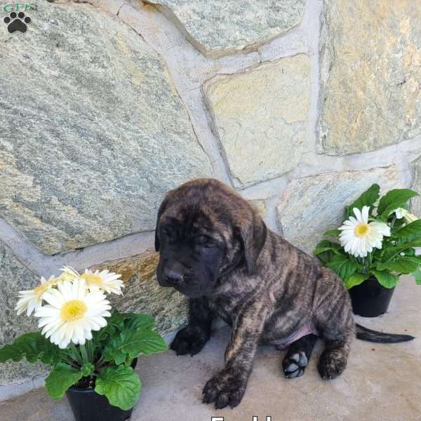 Freddy, English Mastiff Puppy