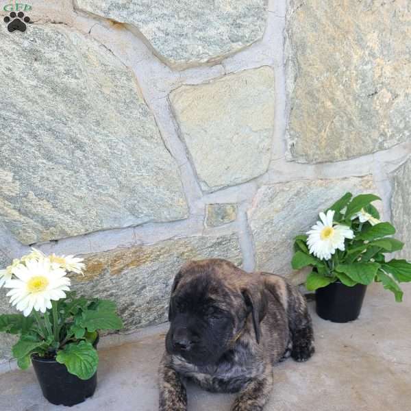 Frank, English Mastiff Puppy