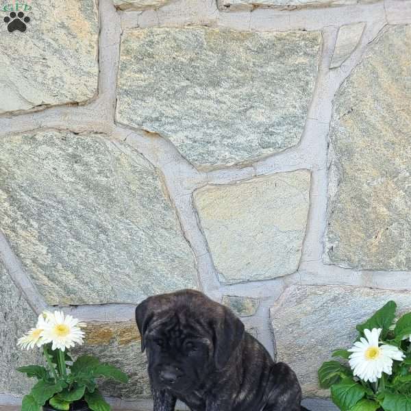 Faith, English Mastiff Puppy