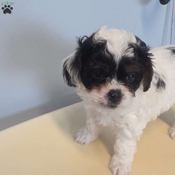Cashew, Cava-Tzu Puppy
