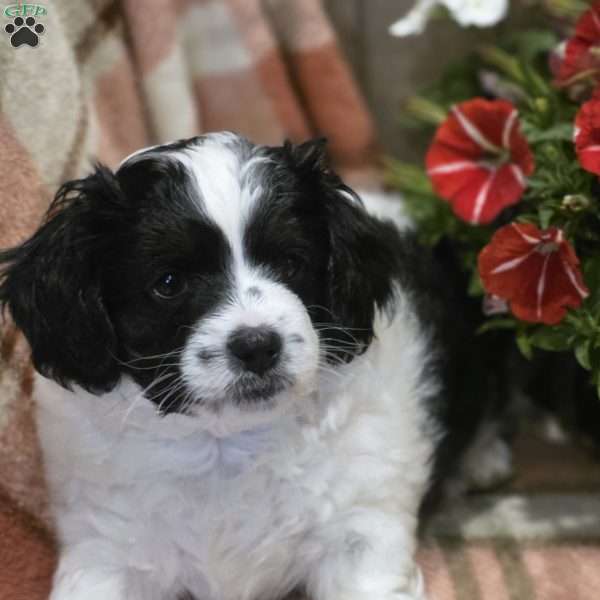 Duke, Cava-Tzu Puppy