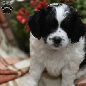 Duke, Cava-Tzu Puppy