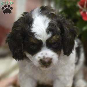 Duke, Cava-Tzu Puppy