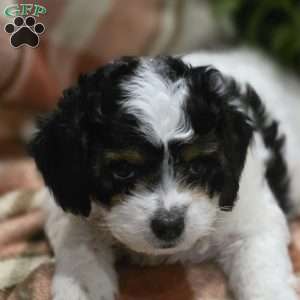 Duke, Cava-Tzu Puppy