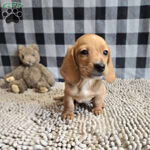 Boyd, Dachshund Puppy