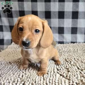 Boyd, Dachshund Puppy