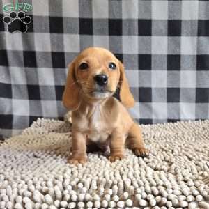 Boyd, Dachshund Puppy