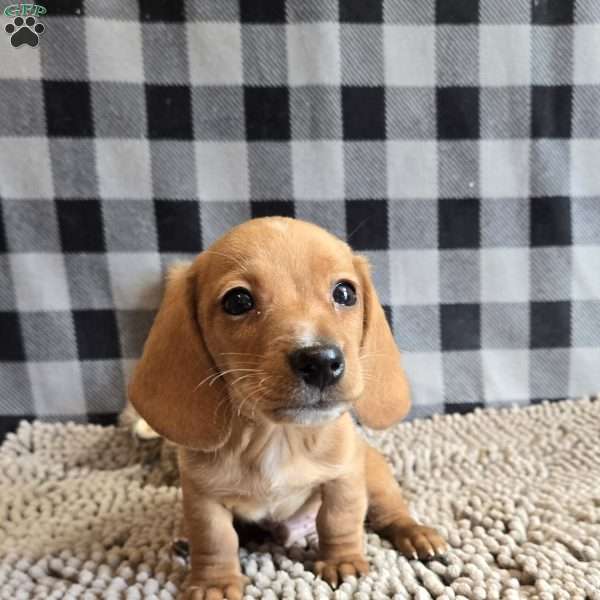 Boyd, Dachshund Puppy