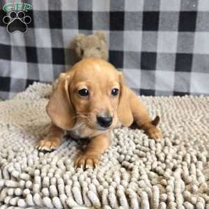 Boyd, Dachshund Puppy
