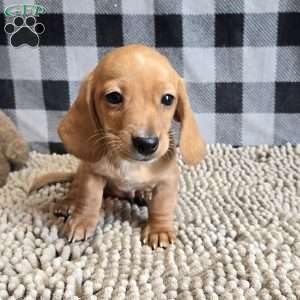 Boyd, Dachshund Puppy