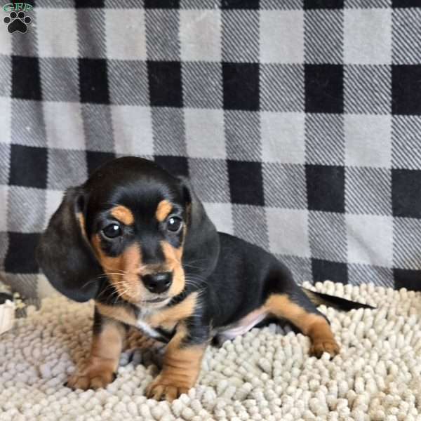 Boone, Dachshund Puppy