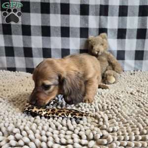 Basil, Dachshund Puppy