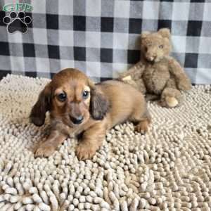 Basil, Dachshund Puppy