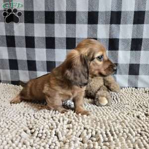 Basil, Dachshund Puppy