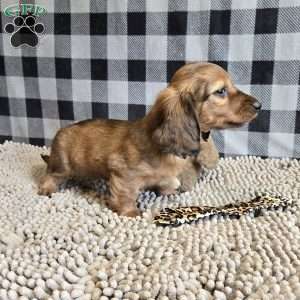 Basil, Dachshund Puppy