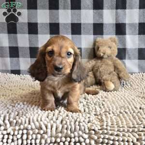 Basil, Dachshund Puppy