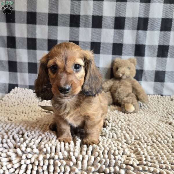 Basil, Dachshund Puppy