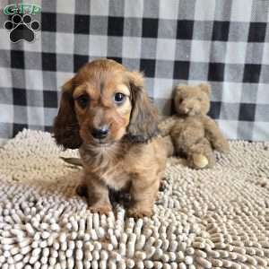 Basil, Dachshund Puppy