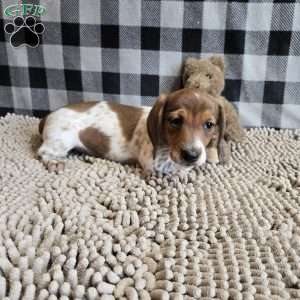 Kenny, Dachshund Puppy