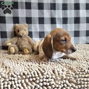 Kenny, Dachshund Puppy