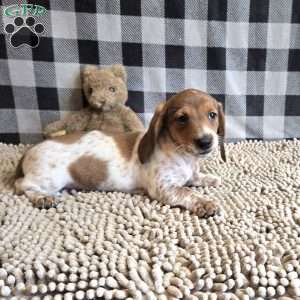 Kenny, Dachshund Puppy