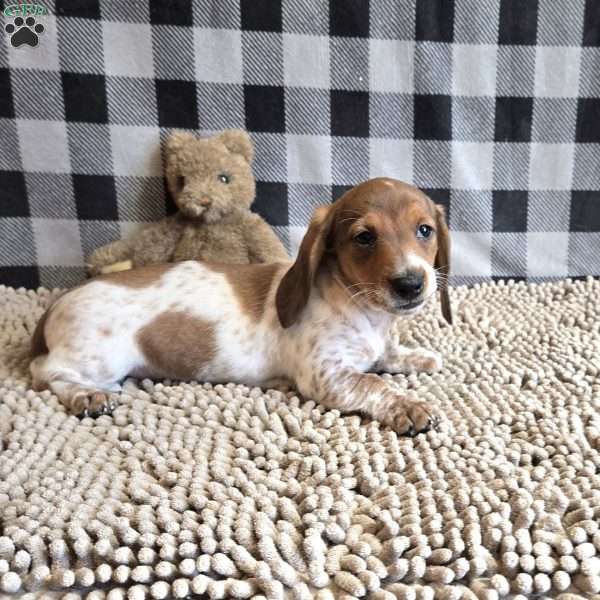 Kenny, Dachshund Puppy