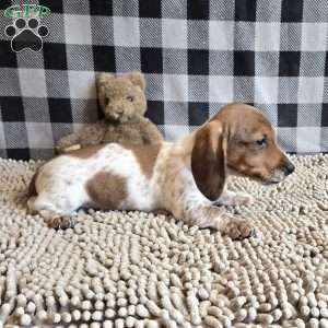 Kenny, Dachshund Puppy