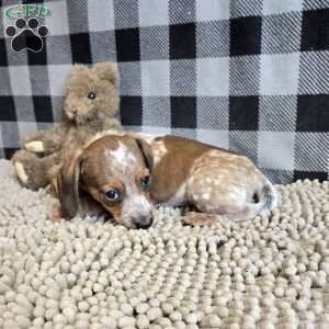 Kent, Dachshund Puppy
