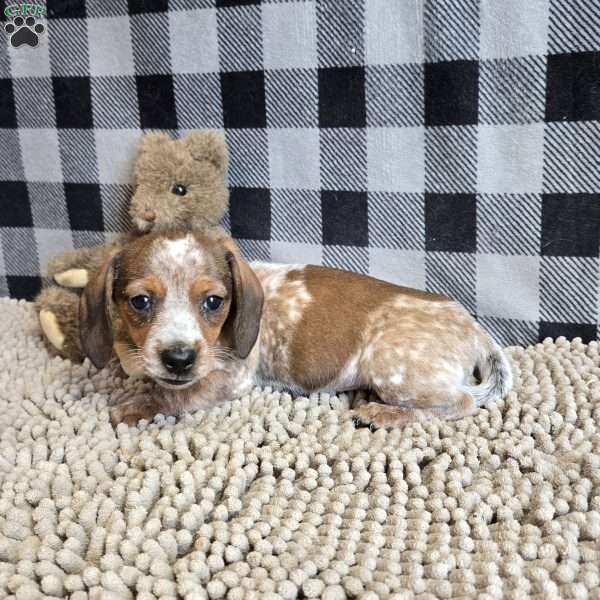 Kent, Dachshund Puppy