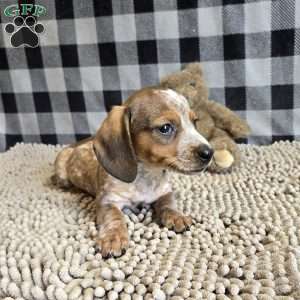 Kent, Dachshund Puppy