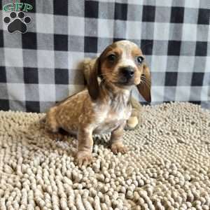 Kent, Dachshund Puppy