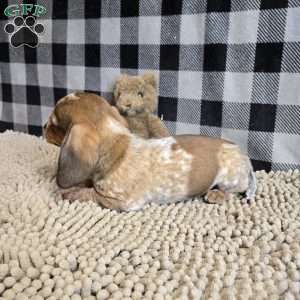 Kent, Dachshund Puppy