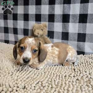 Kent, Dachshund Puppy