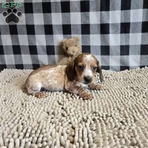 Kent, Dachshund Puppy