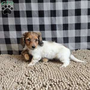 Kelly, Dachshund Puppy