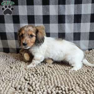 Kelly, Dachshund Puppy