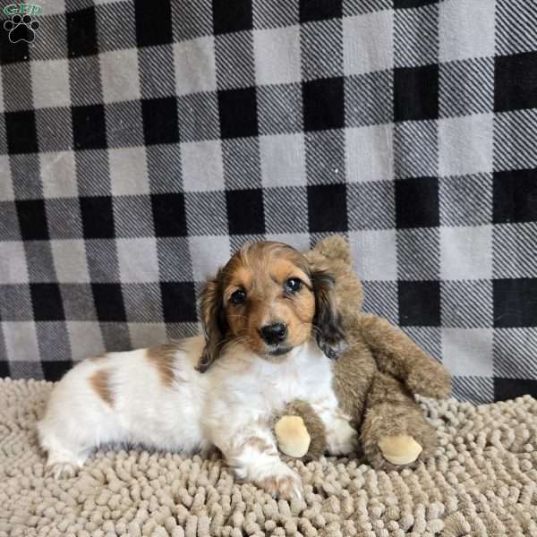 Kelly, Dachshund Puppy
