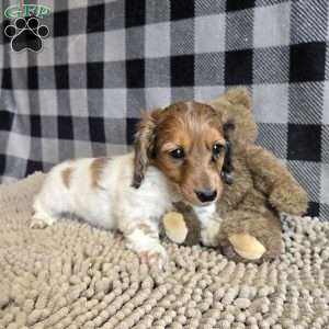 Kelly, Dachshund Puppy