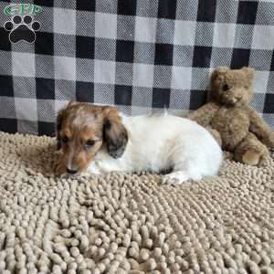 Kelly, Dachshund Puppy