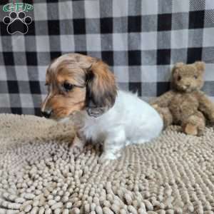 Kelly, Dachshund Puppy