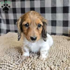 Kelly, Dachshund Puppy