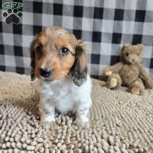 Kelly, Dachshund Puppy