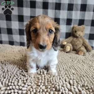 Kelly, Dachshund Puppy
