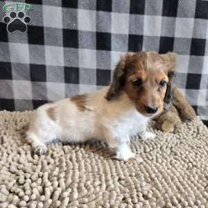 Kelly, Dachshund Puppy