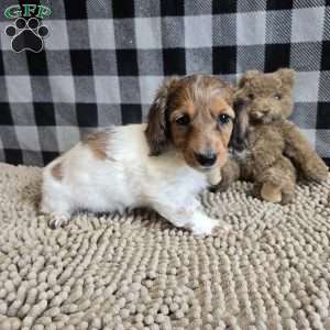 Kelly, Dachshund Puppy