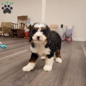 Ellie, Mini Bernedoodle Puppy